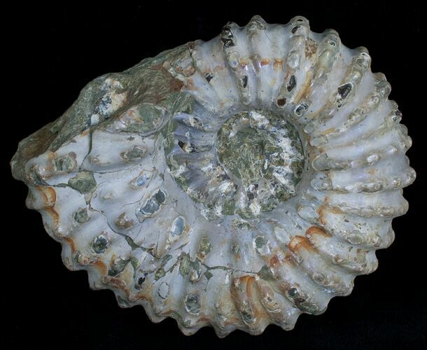 Bumpy Douvilleiceras Ammonite #6470